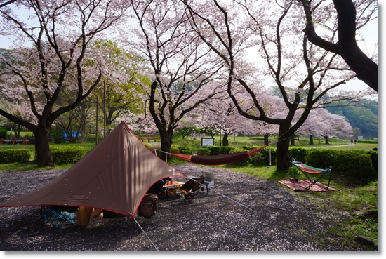 今年はお花見三昧！桜舞う中でのデイキャンは最高でした！！「上大島キャンプ場」