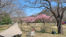桜満開！お花見デイキャンプ