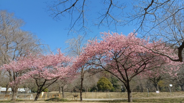 桜満開！お花見デイキャンプ