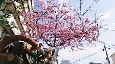 河津桜