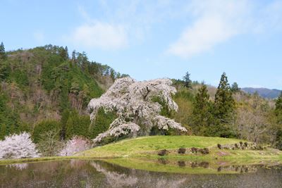 与一野の枝垂れ桜