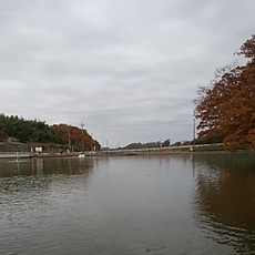 今期初が、いつものに・・・伊古の里０６ 2017/12/01 10:29:33