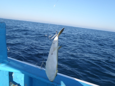 究極の掛ける釣り