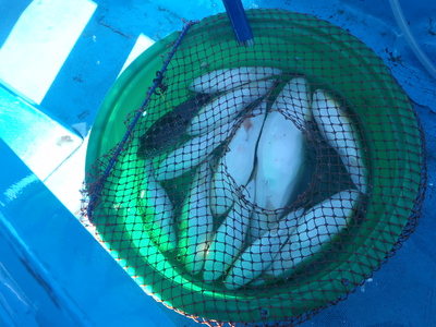 究極の掛ける釣り