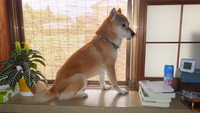 はなちゃん 2014/08/30 21:31:55