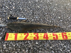 2020年釣行【24】リクエストに応える 吉野川北岸で陸っぱり 2020/05/20 14:22:48