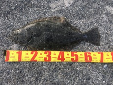 新型カルディアをリコールに出したら座布団が釣れてしまったよぉ 2021/04/15 18:02:09