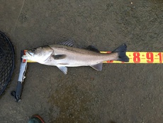 2019年に釣った魚達 順不同 2020/01/08 12:02:33