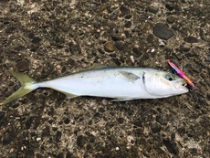 青物と鮃 2021/08/26 13:54:23