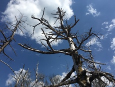 土佐矢筈山に登る (高知県の山)