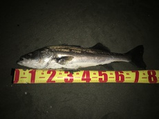 2021年釣行【11】徳島サーフでランカーみたいな鱸が釣れたんよ 2021/02/25 22:46:04