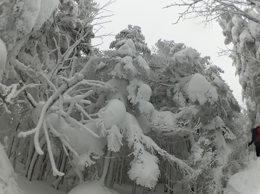 「縞枯山」2021/01/09