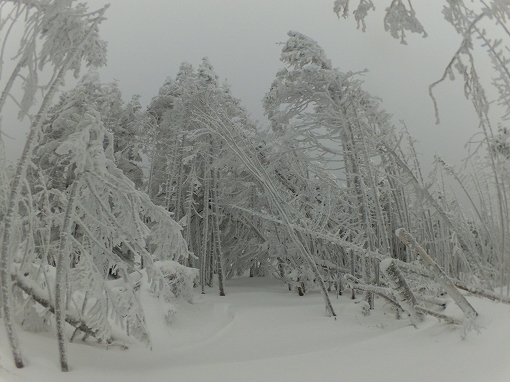 「縞枯山」2021/01/09