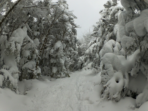 「縞枯山」2021/01/09