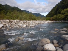 高原川でノンビリと鮎釣り(^^)