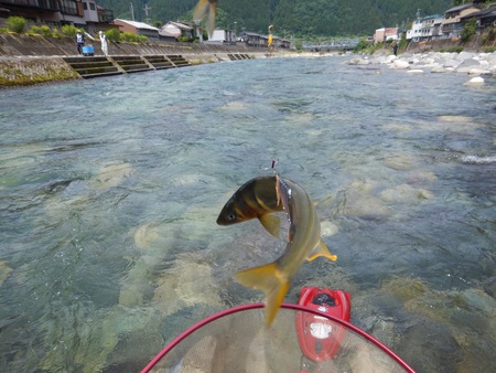 木曜日　吉田川で鮎釣り^_^