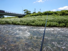 強風の安曇川広瀬で鮎釣りィィ