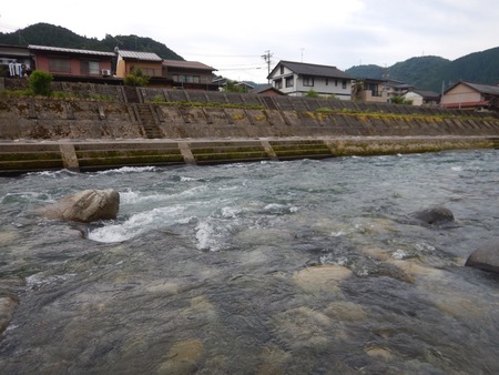 木曜日　吉田川で鮎釣り^_^