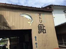 九頭竜川で尺鮎狙い(^_−)−☆