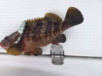 キャンプで鍋する為の食材確保 2015/10/15 22:19:36