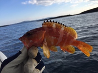 2015釣り納め 2015/12/31 12:53:14