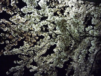 夜桜
