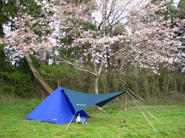 成田ゆめ牧場ACでお花見キャンプ