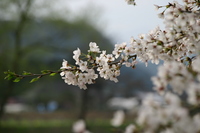 出会いの森総合公園オートキャンプ場