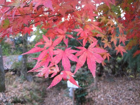 アルピニストyuma主催テン泊講習会（大倉高原山の家）