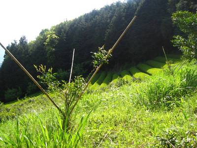 奥高尾縦走（高尾山～陣場山）