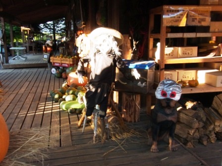 北軽井沢スイートグラスキャンプ(10/16～10/17)