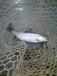 白山ＦＡでフライ釣行