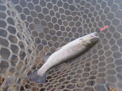 Ｏｄｅｎで伊古の里ＦＰ攻略？