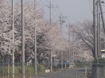 桜が満開　吉羽園
