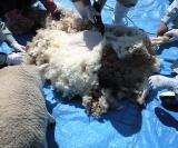羊の毛を刈る