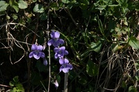 ＊やっぱり素敵な百名山　　伊吹山登山　＊