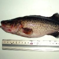 要注意外来種「マーレーコッド」琵琶湖で初捕獲