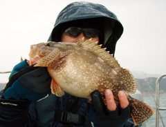 敦賀沖Bigfin Squidのガシラ（カサゴ）