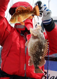 敦賀沖Bigfin Squidのガシラ（カサゴ）