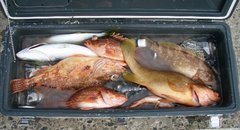 敦賀沖Bigfin Squidのガシラ（カサゴ）