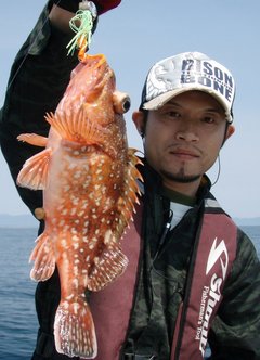 敦賀沖Bigfin Squidのガシラ（カサゴ）
