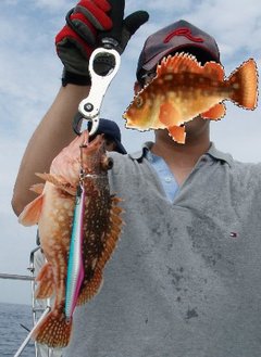 敦賀沖Bigfin Squidのガシラ（カサゴ）