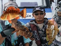 敦賀沖Bigfin Squidのガシラ（カサゴ）