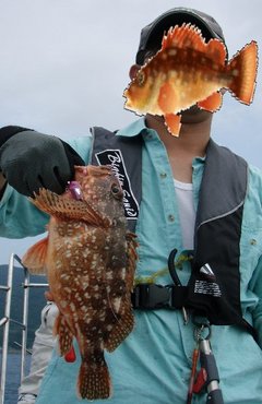 敦賀沖Bigfin Squidのガシラ（カサゴ）