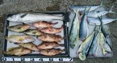 敦賀沖Bigfin Squidのガシラ（カサゴ）