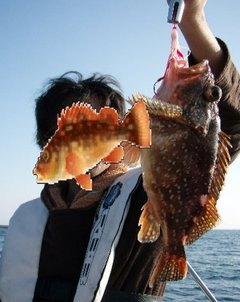 敦賀沖Bigfin Squidのガシラ（カサゴ）
