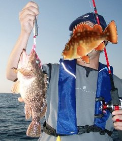 敦賀沖Bigfin Squidのガシラ（カサゴ）