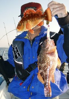 敦賀沖Bigfin Squidのガシラ（カサゴ）