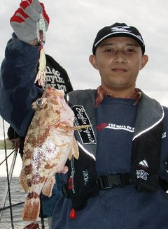 敦賀沖Bigfin Squidのガシラ（カサゴ）