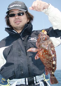 敦賀沖Bigfin Squidのガシラ（カサゴ）